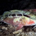 goatfish_longbarbel_sb_gld_h_0050_kom1667.jpg